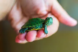 Turtles n Pets