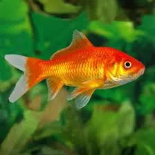 Gold Fish Medium