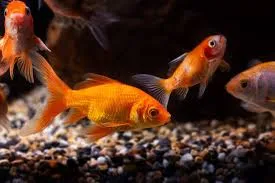 Gold Fish Combo 6Pc