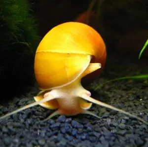 apple snail